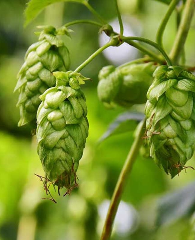 hops leaf and stem fresh